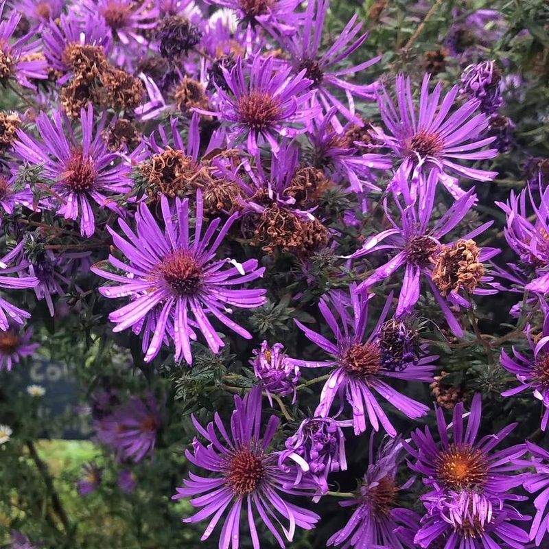 Aster (Symphyotrichum species)