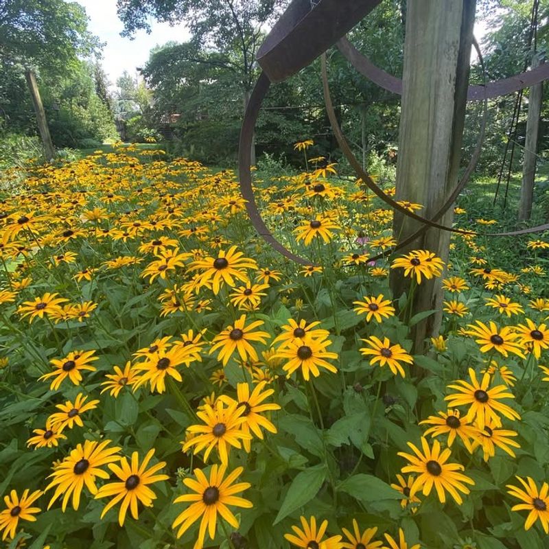Black-Eyed Susan