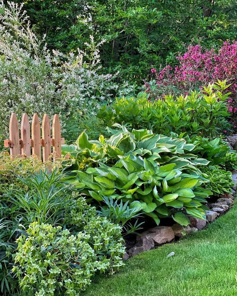 Hostas Create Lush Shade Garden Magic