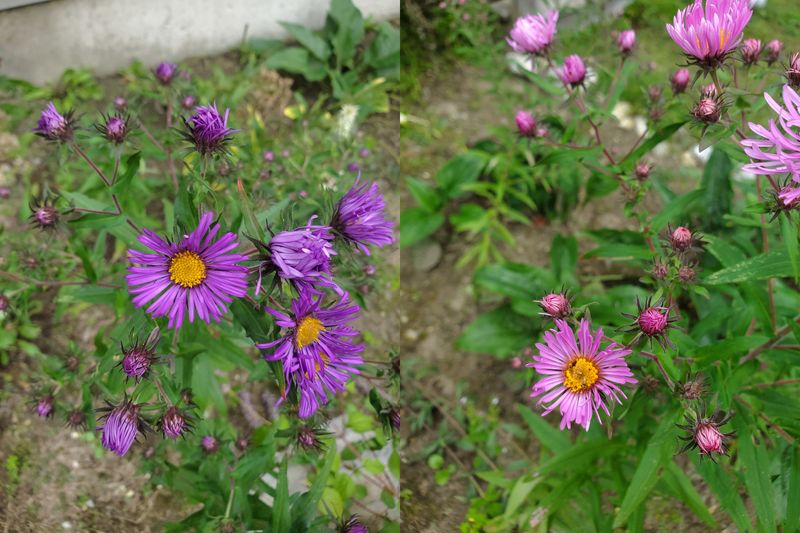 Easy To Grow For Beginners