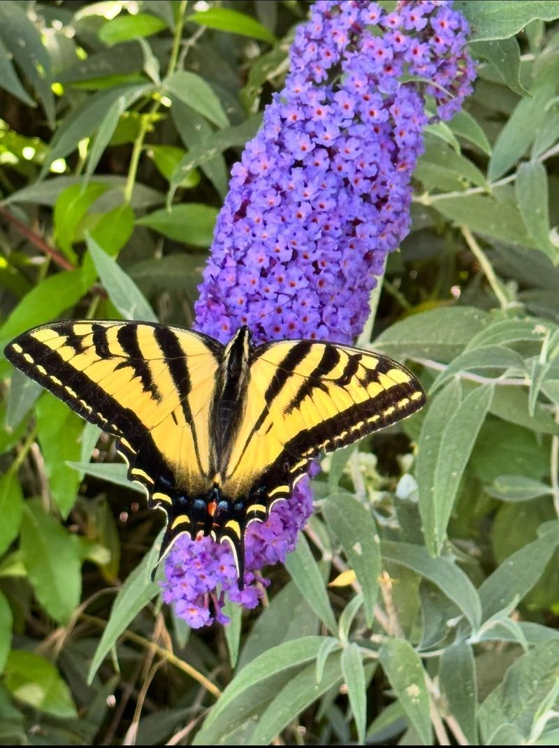 Butterfly Bush