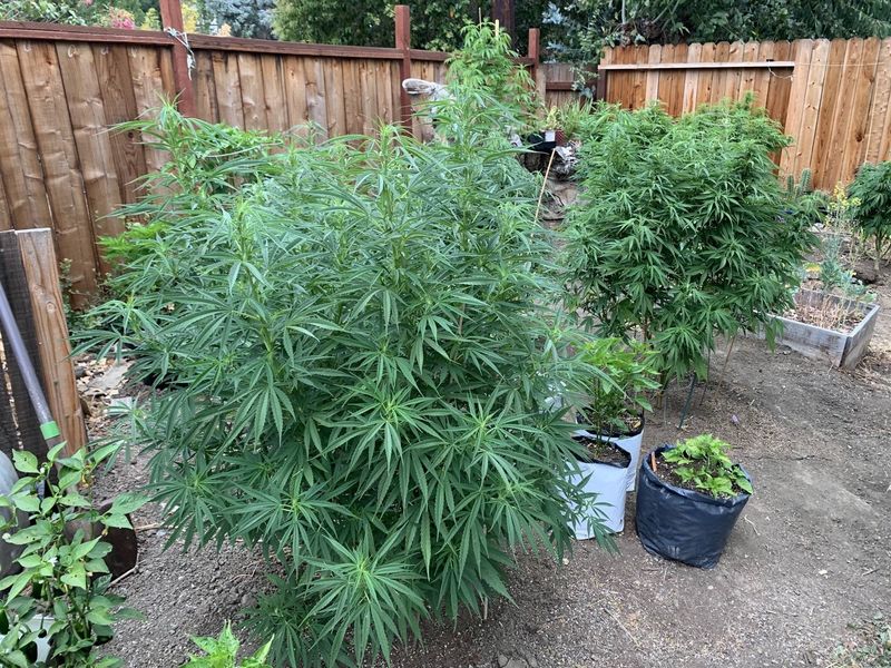 Marijuana Plants
