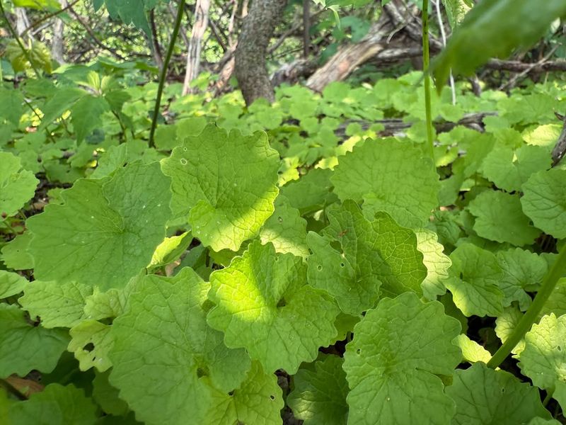Garlic Mustard