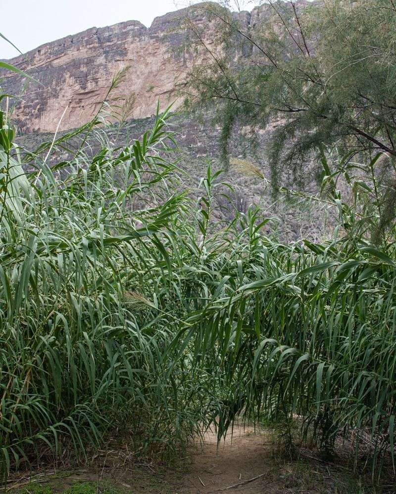 Giant Reed (Arundo Donax)