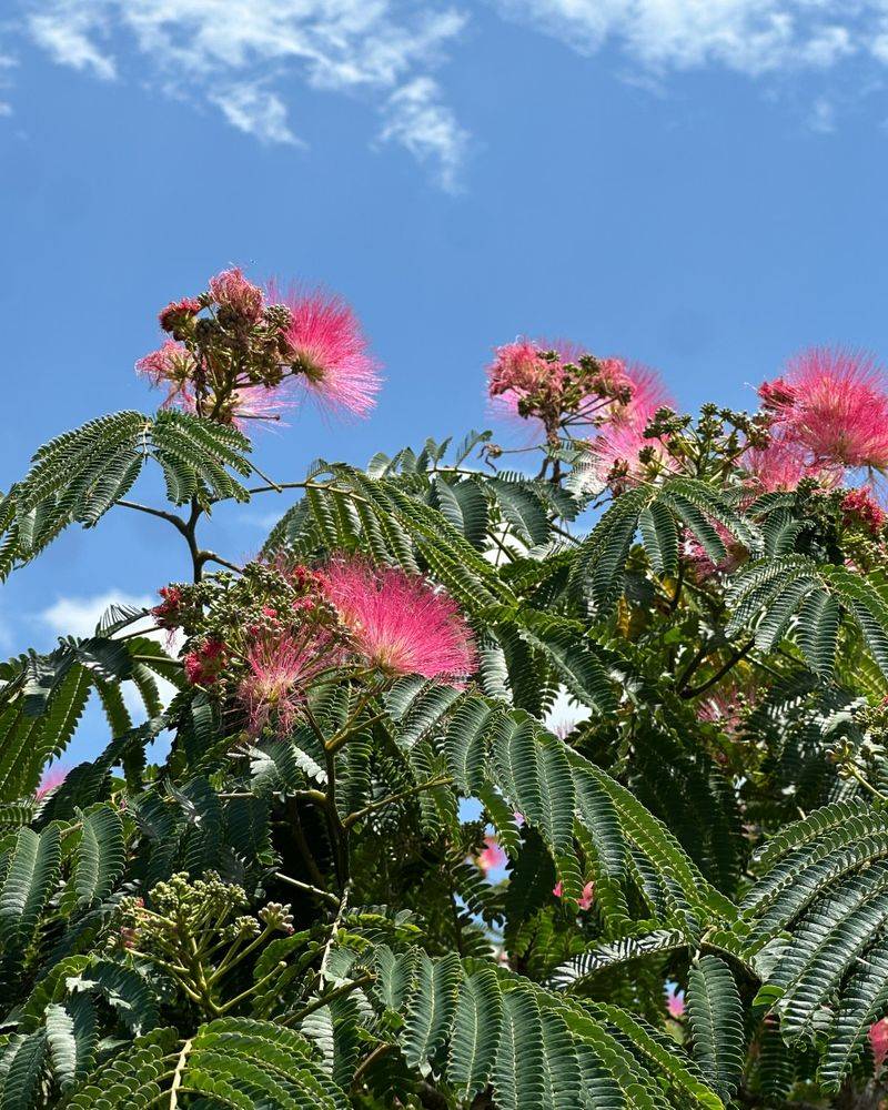 Mimosa Tree