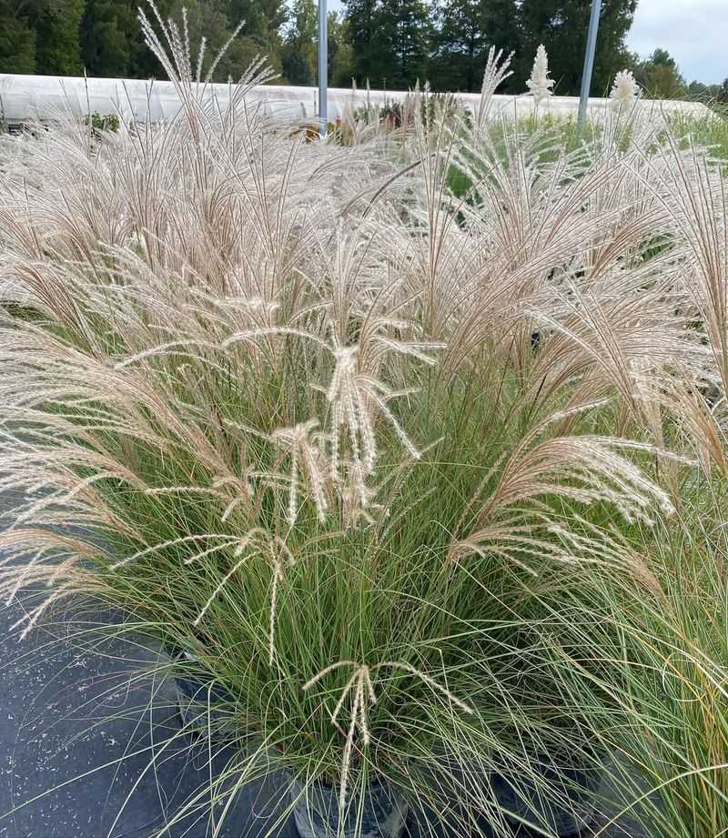 Dwarf Maiden Grass (Miscanthus sinensis 'Adagio')
