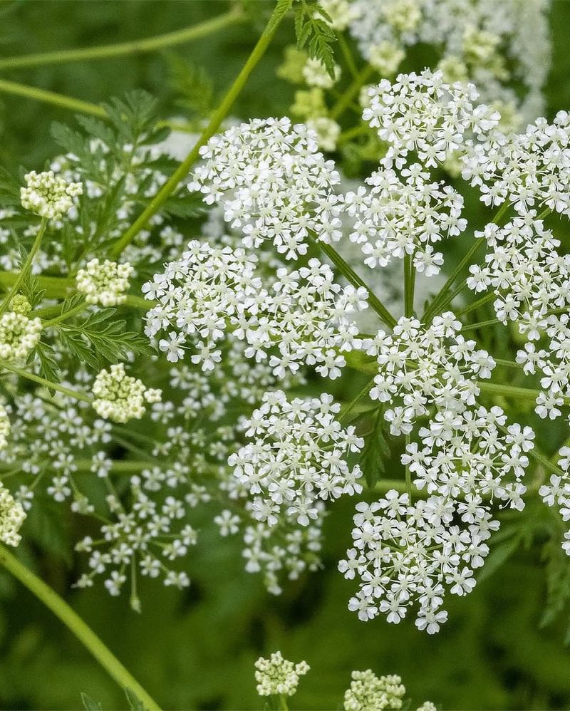 Causes Respiratory Failure