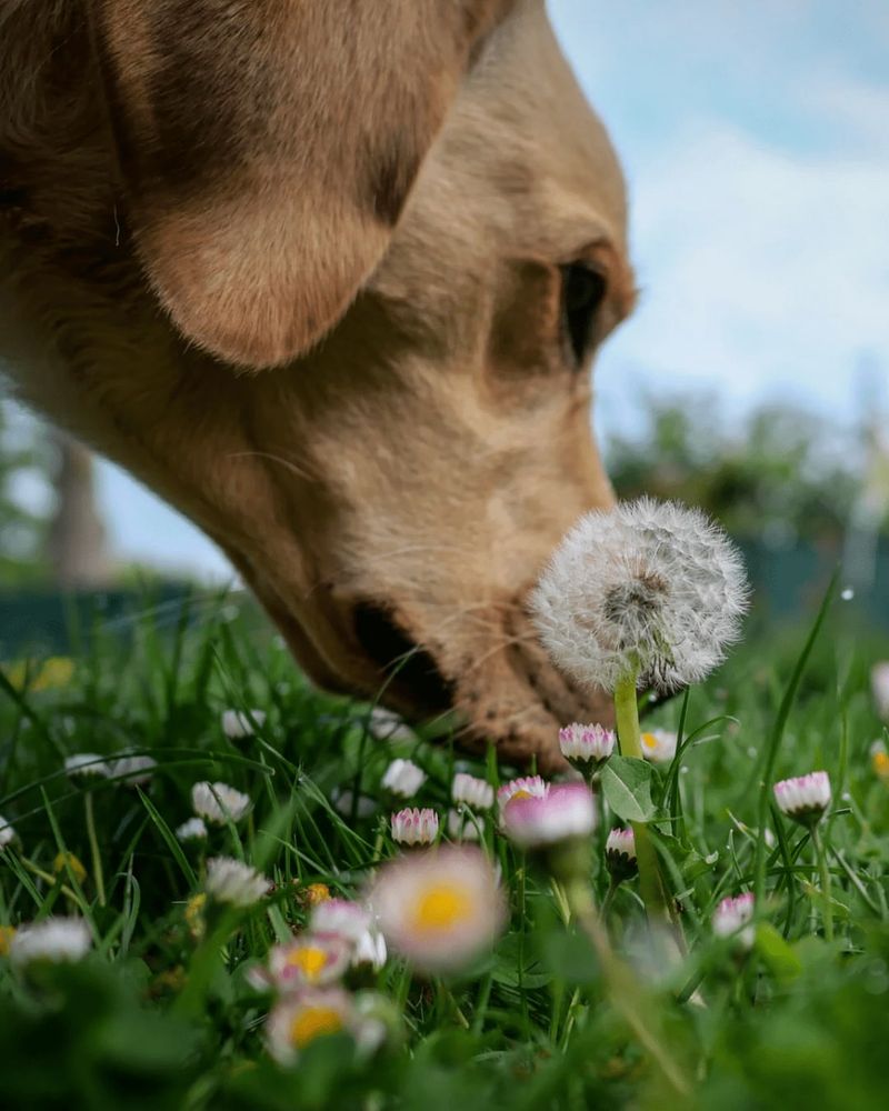 Pets Face Life-Threatening Risks