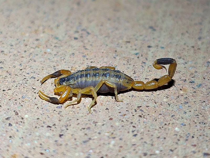 Striped Bark Scorpion