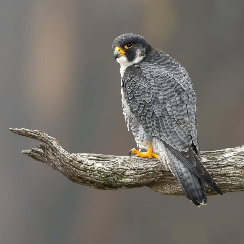 Peregrine Falcon