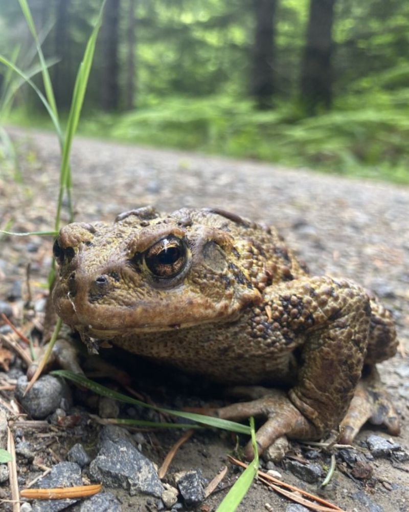 Western Toad