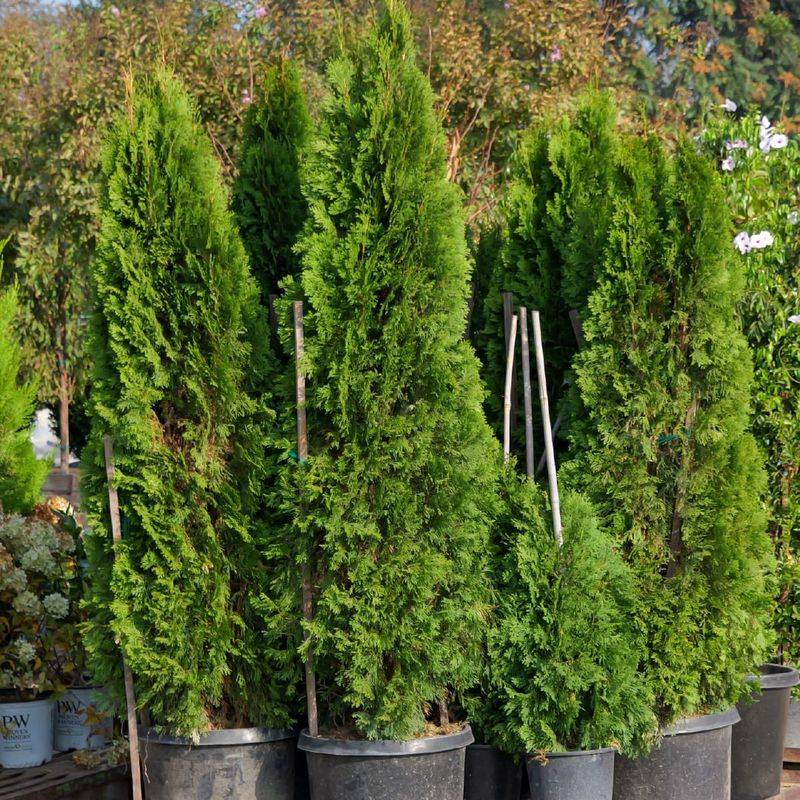 Leyland Cypress