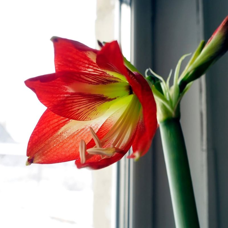 Consistent Watering Practices