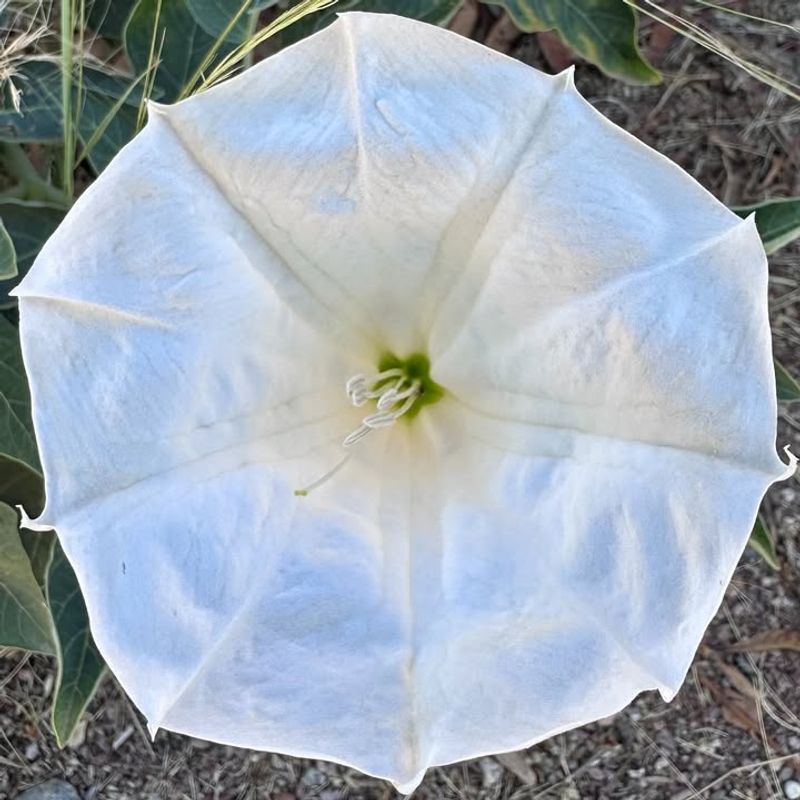 Sacred Datura's Moonlit Trumpet