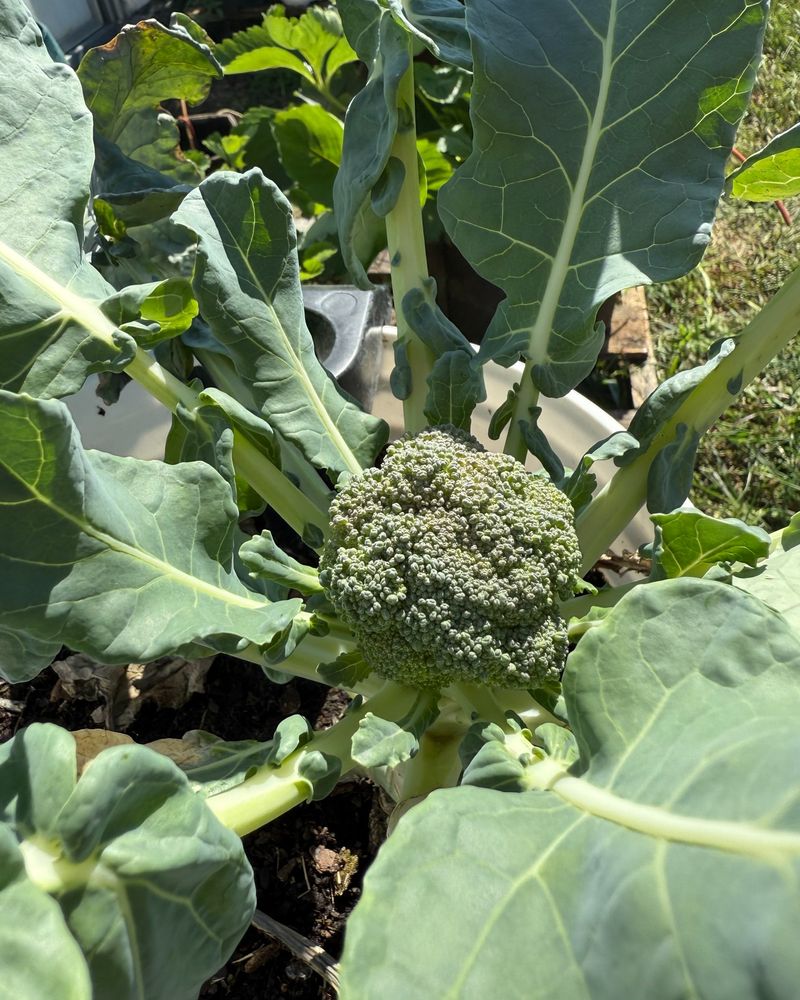 Cool-Season Broccoli