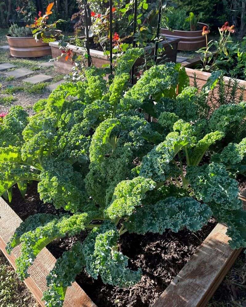 Versatile Kale Varieties