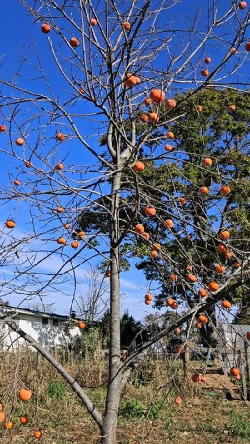 Persimmon Trees