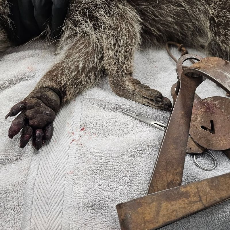 Professional Removal Saves Time And Prevents Injuries