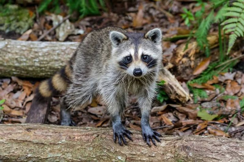 Legal Protections Limit Your Options