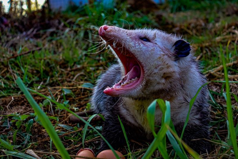Virginia Opossum