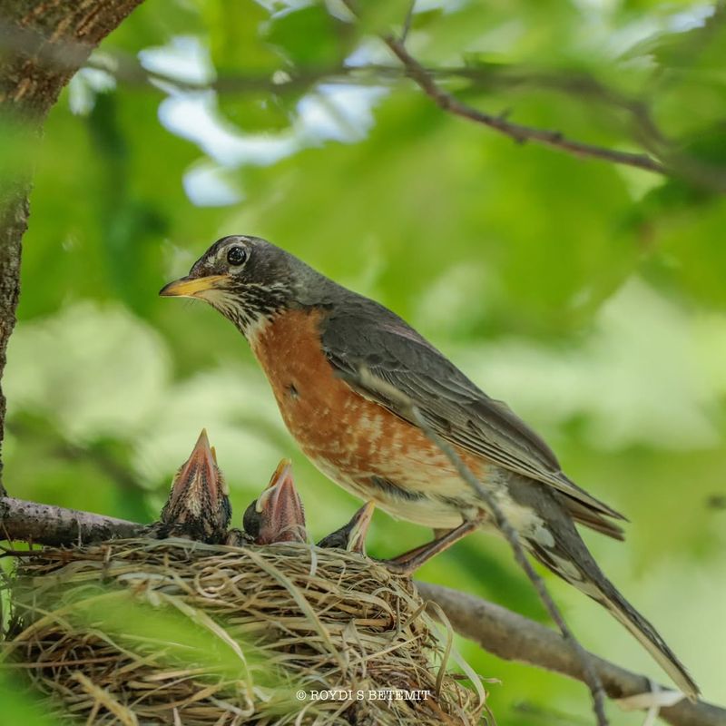 American Robin