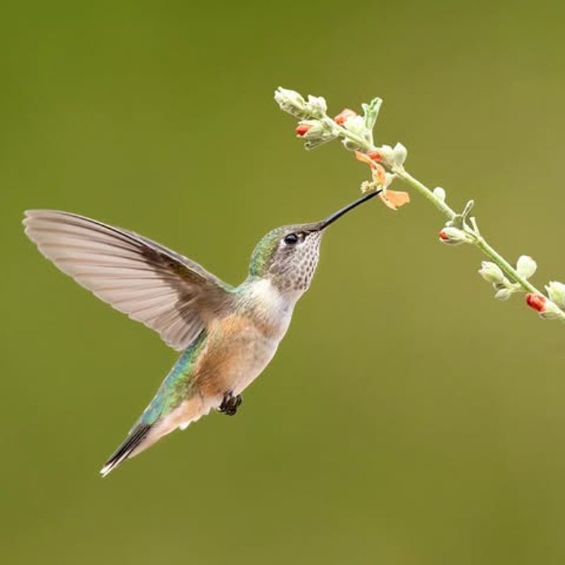 Hummingbird
