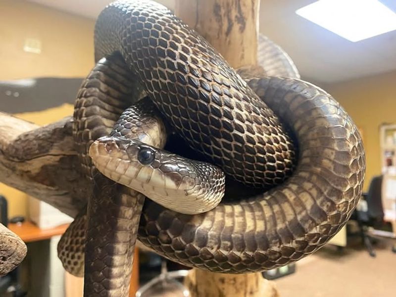 Black Rat Snake