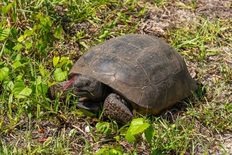 Gopher Tortoises