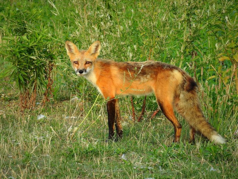 Red Foxes