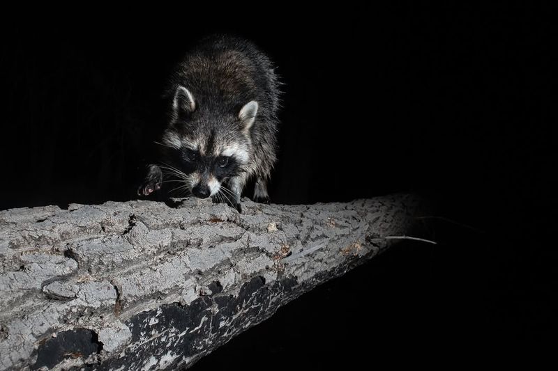 Peak Activity Happens After Dark