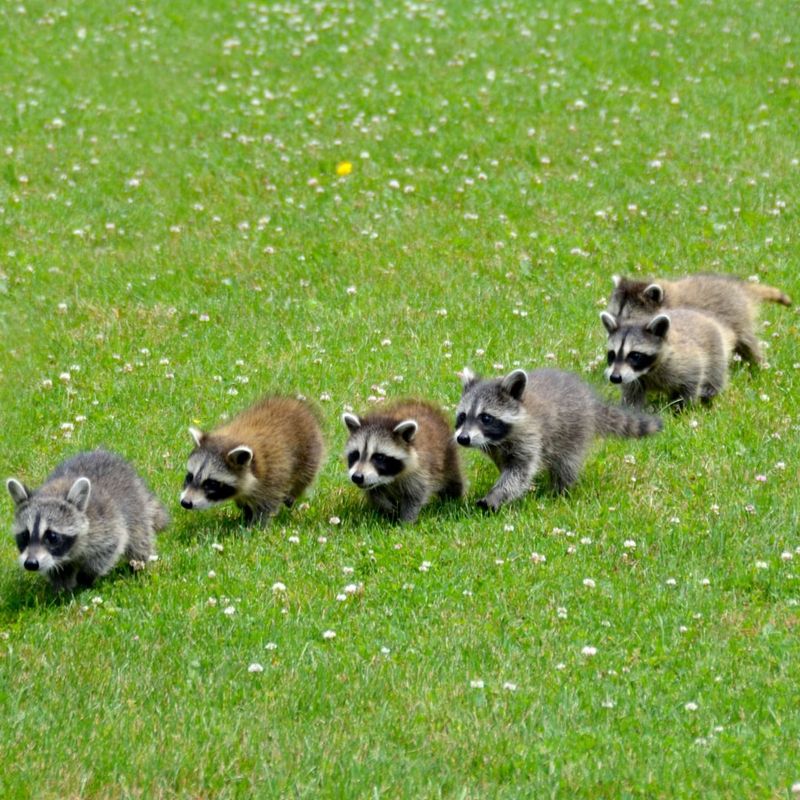 Baby Raccoons Often Mean A Mother Nearby