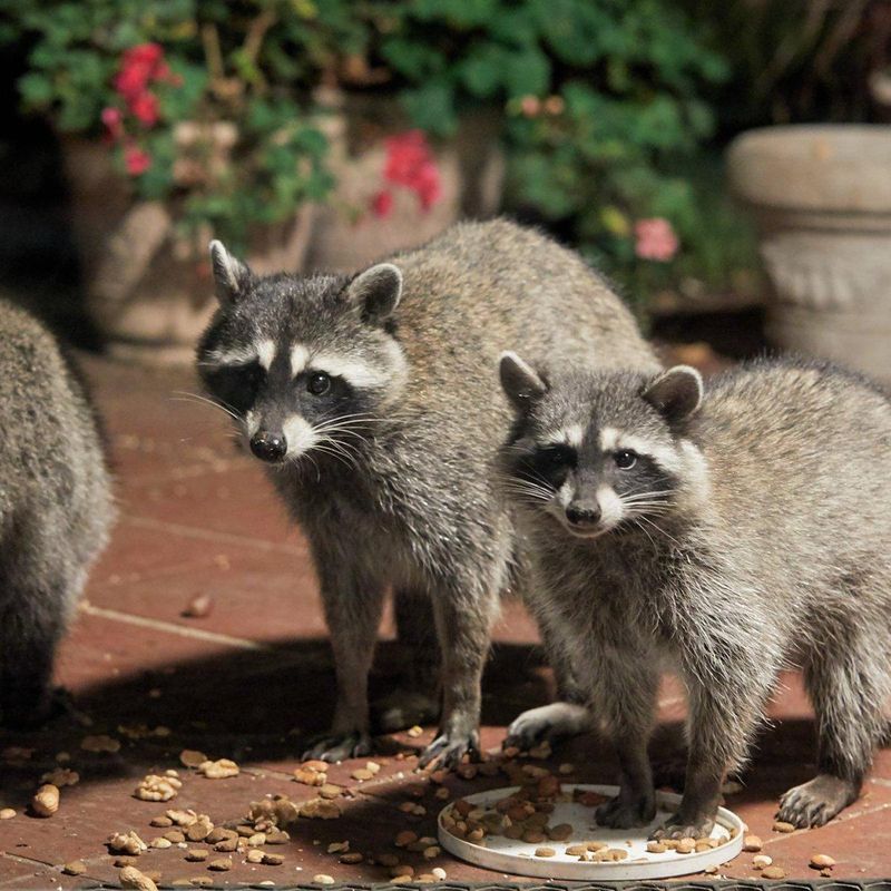 Mother Raccoons With Babies Need Special Care
