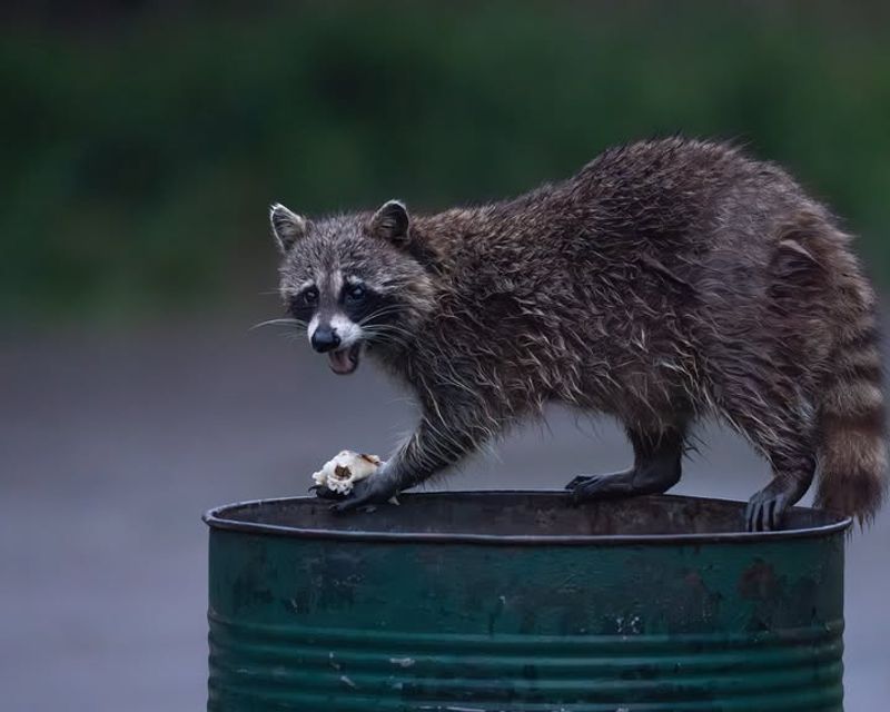 Food Sources Attract Them To Your Property