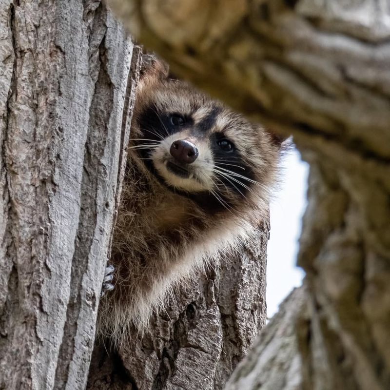 Texas Law Protects Raccoons As Fur-Bearing Animals