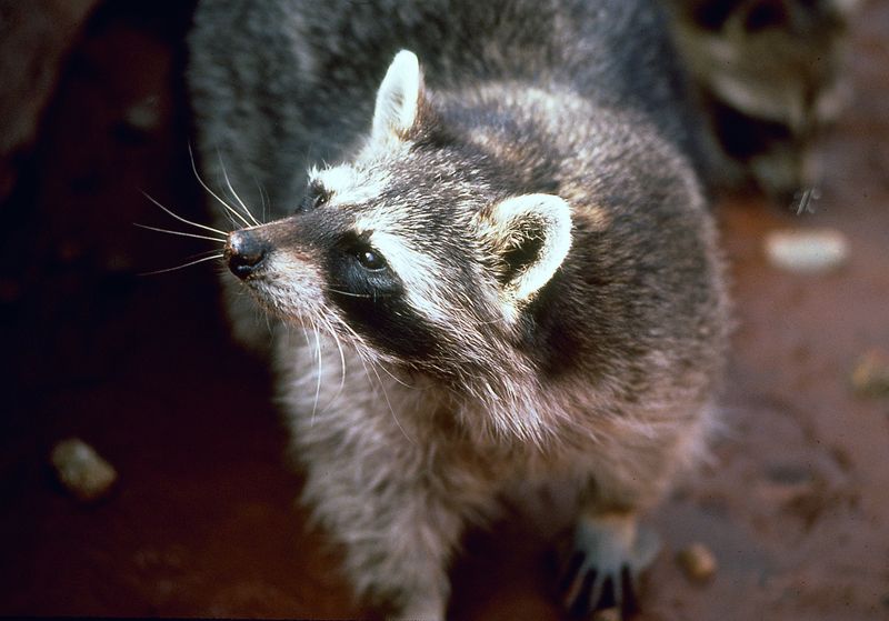 Utah Law Regulates Wildlife Removal
