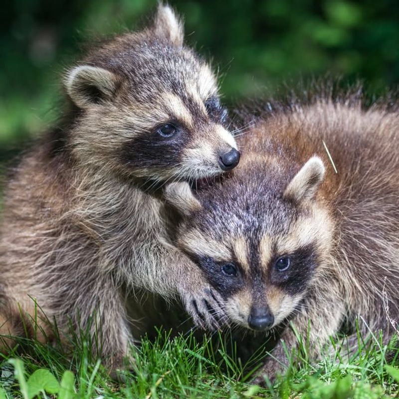 Mother Raccoons Are Extremely Protective