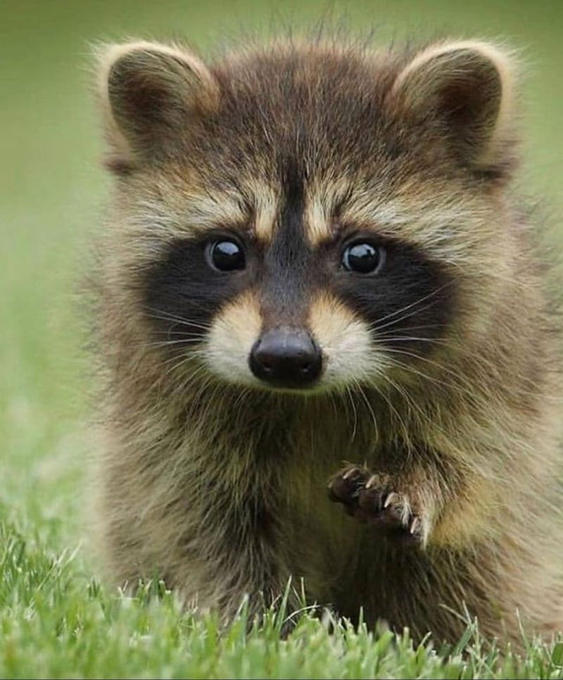 Humane Trapping Requires Specific Knowledge And Equipment