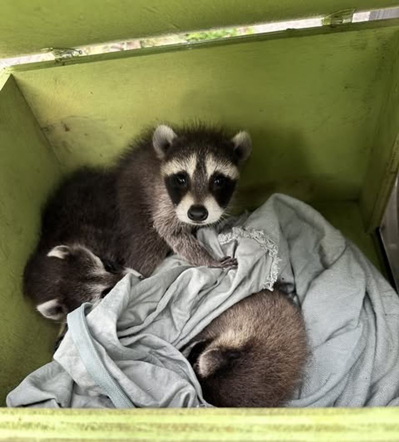 Mother Raccoons With Babies Need Special Handling