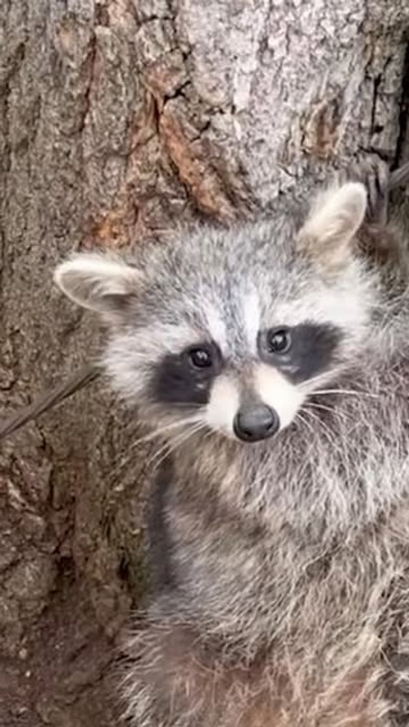 DIY Removal Often Makes Things Worse