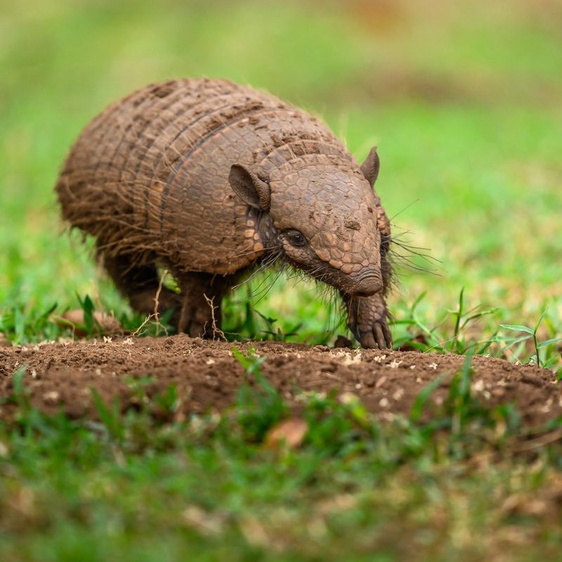 Armadillos Digging Up Lawns