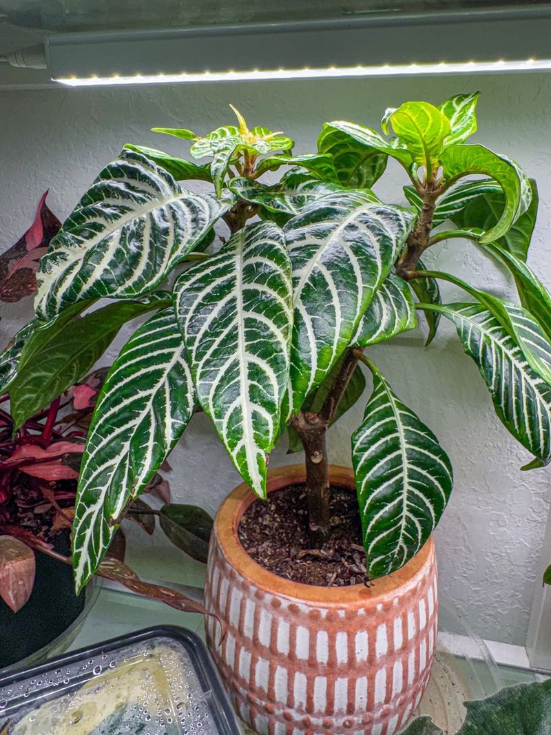 Shorter Days Mean Less Natural Light Reaches Your Plants