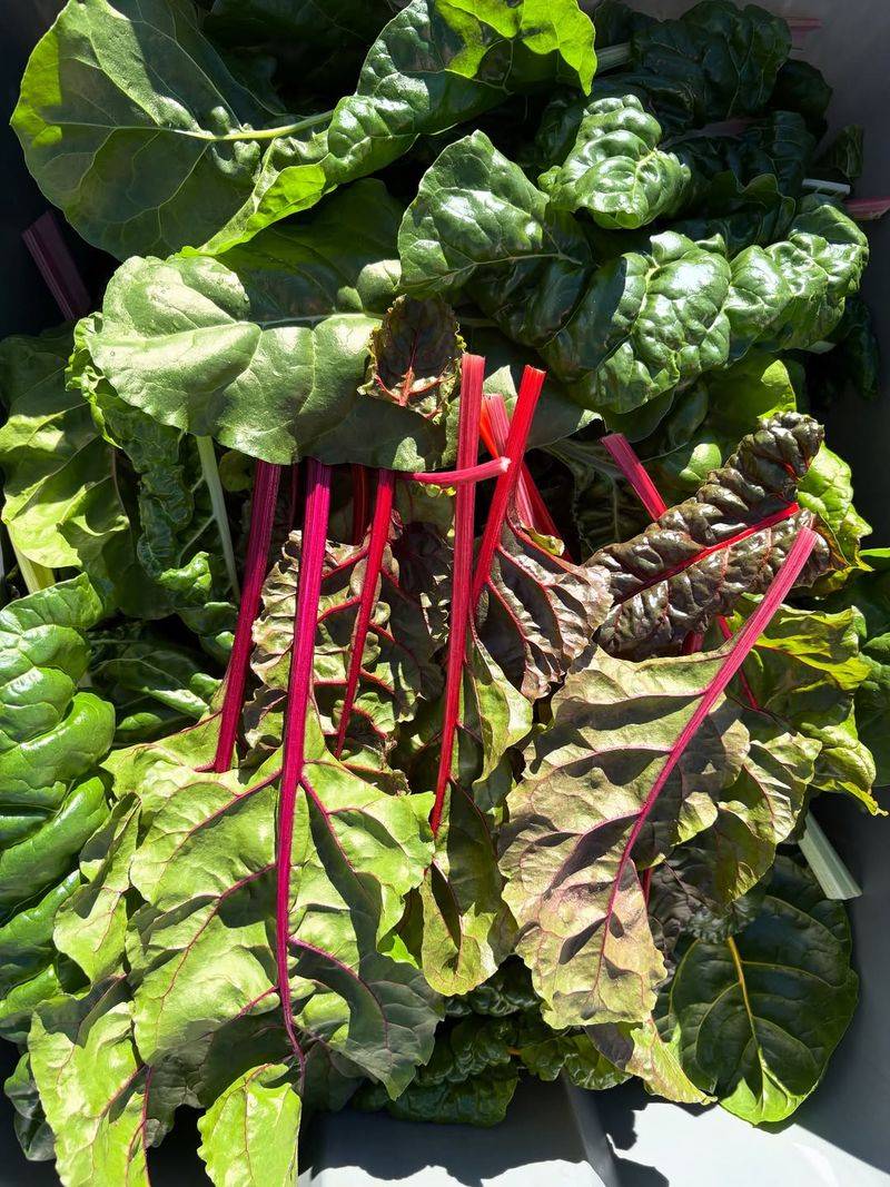 Swiss Chard