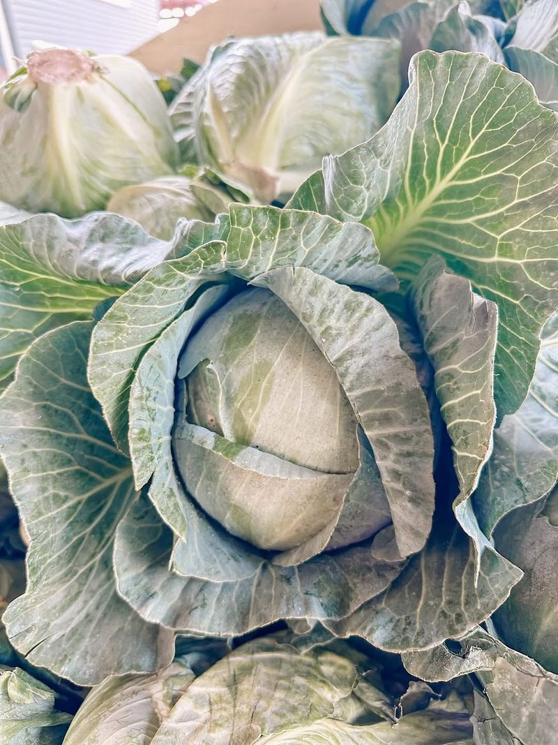 Cabbage