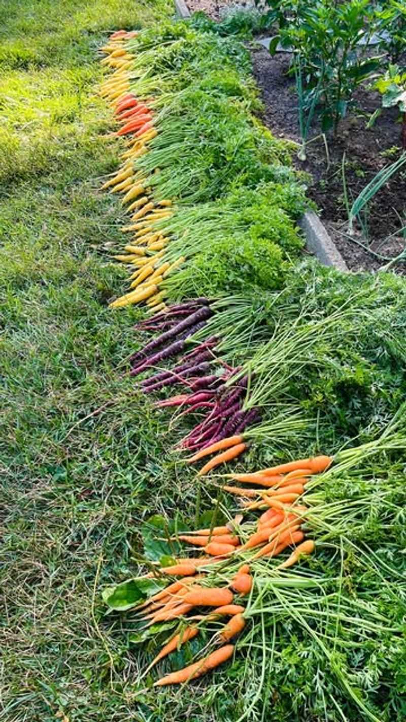 Carrots