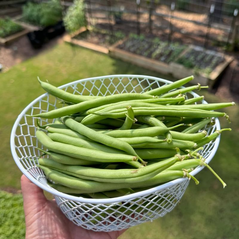 Green Beans