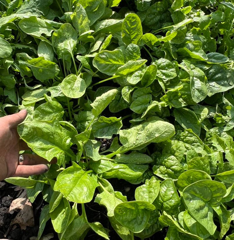 Spinach Thrives Without Pest Pressure
