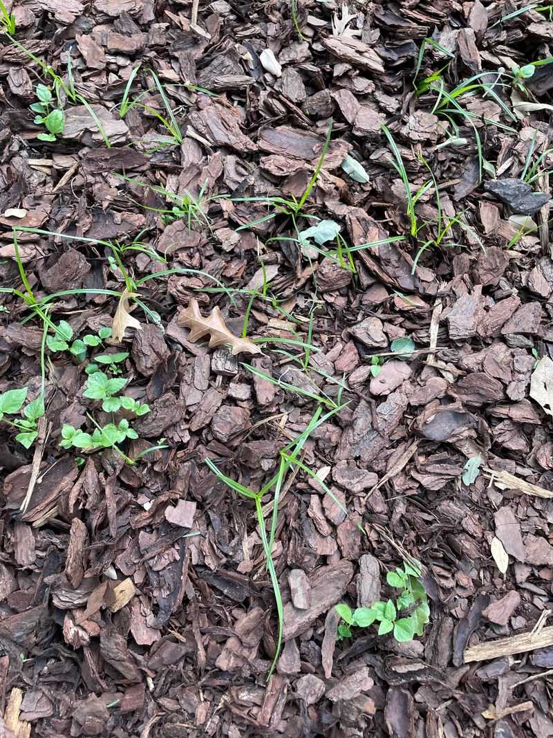 Weed Seeds Get Smothered Before Spring