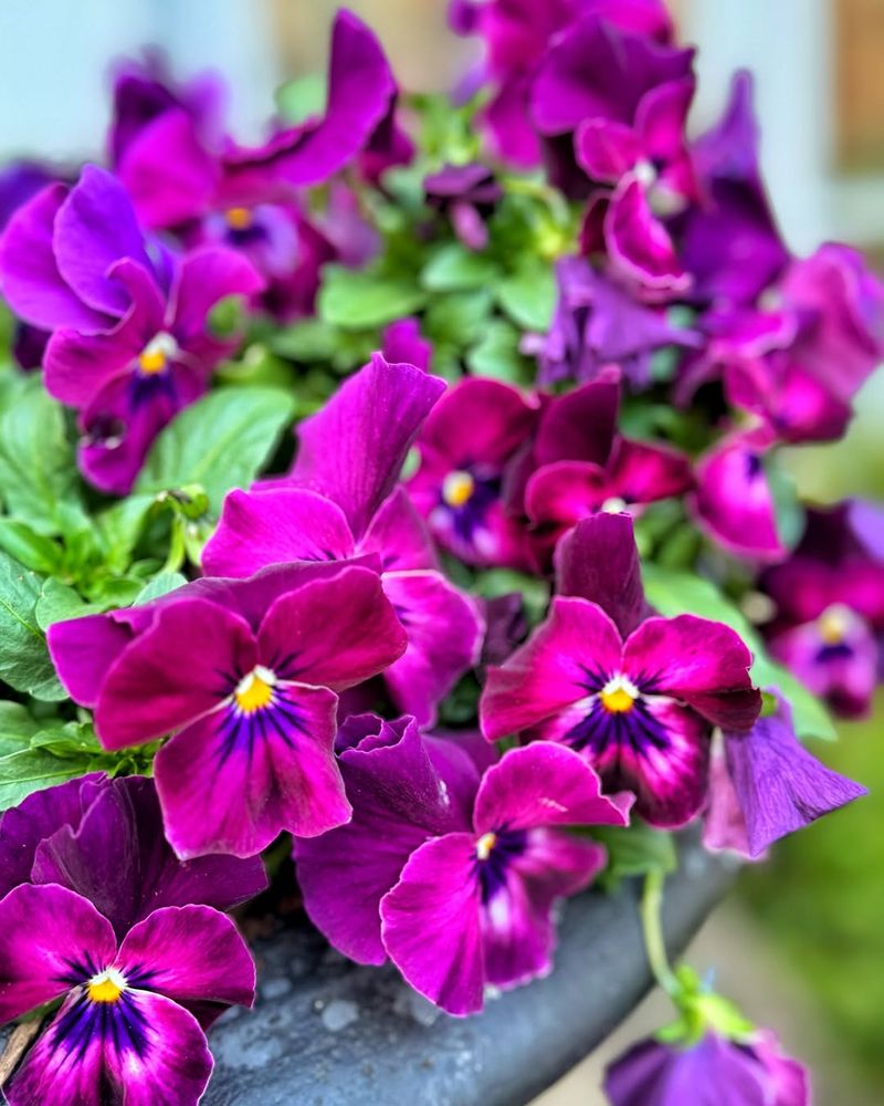 Super Easy Care Requirements