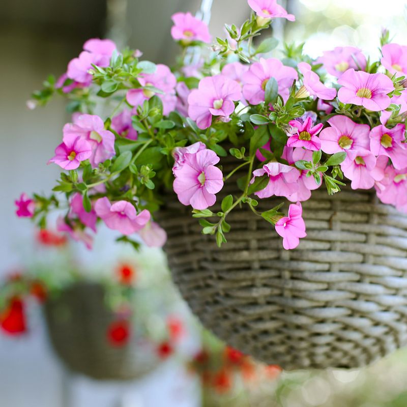 Low Maintenance for Busy Lifestyles