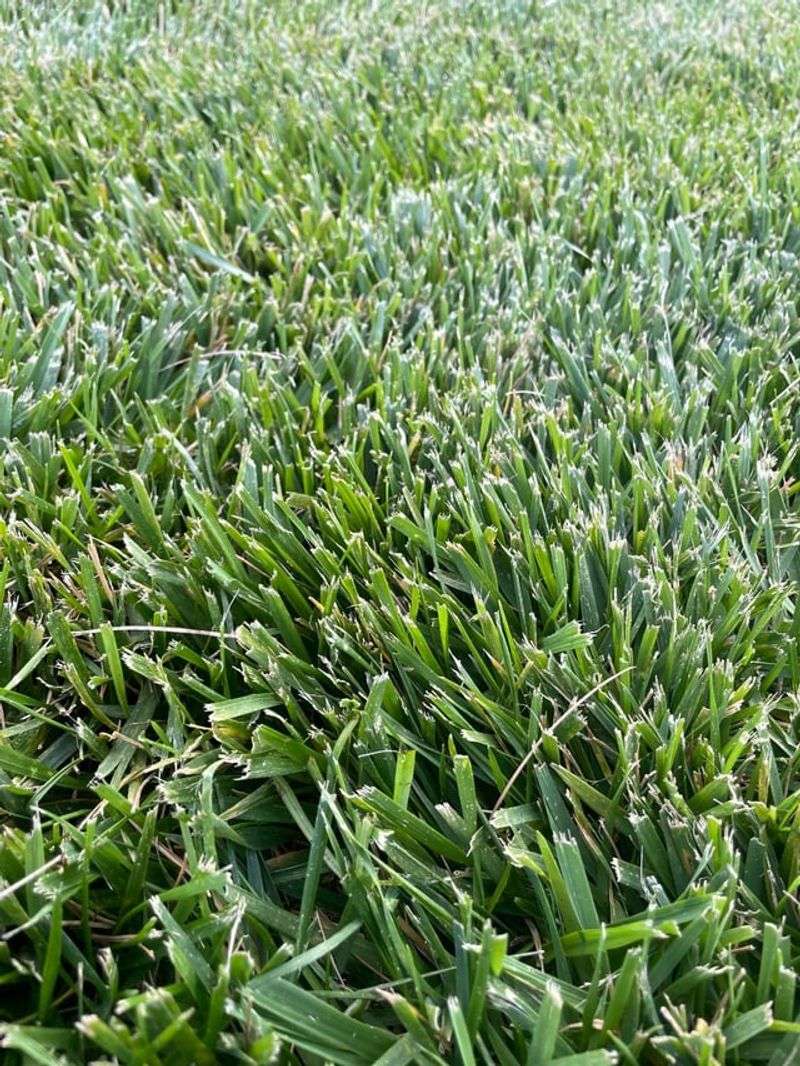 Mow When Grass Is Completely Dry